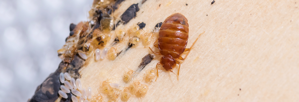 Bettwanzen – Kammerjäger Stuttgart – AML Schädlingsbekämpfung Bettwanzen – AML Schädlingsbekämpfung