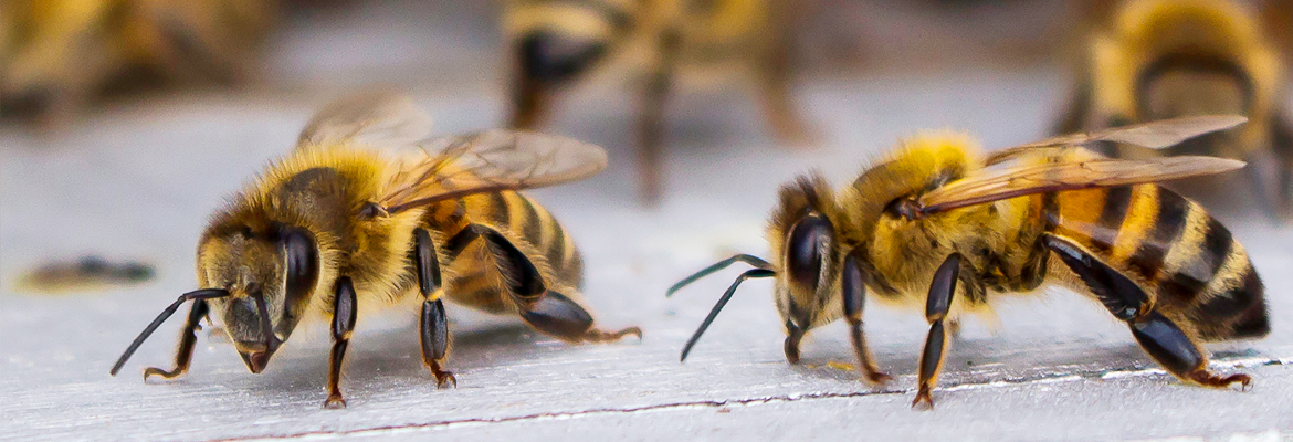 Bienen – Kammerjäger Stuttgart – AML Schädlingsbekämpfung Bienen - AML Schädlingsbekämpfung