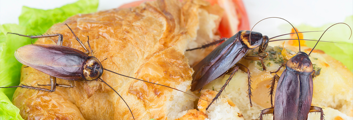 Kakerlaken / Schaben – Kammerjäger Stuttgart – AML Schädlingsbekämpfung Kakerlaken / Schaben - AML Schädlingsbekämpfung