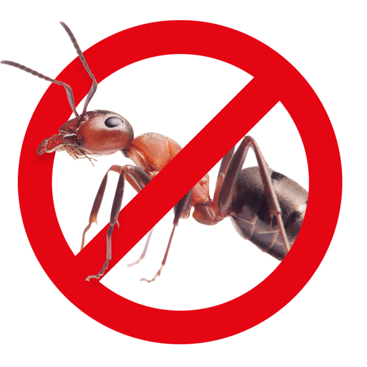 Ameisen bekämpfen – Kammerjäger Stuttgart – AML Schädlingsbekämpfung Ameisen bekämpfen / entfernen / abwehren - AML Schädlingsbekämpfung