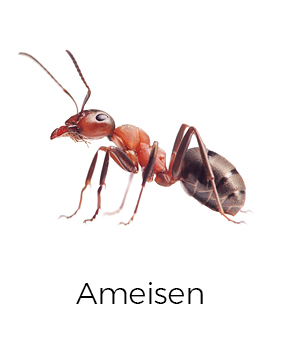 Ameisen bekämpfen / abwehren