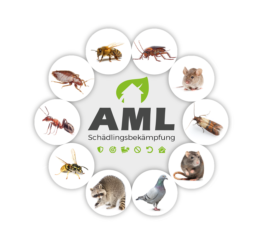 Kammerjäger für Stuttgart – AML Schädlingsbekämpfung