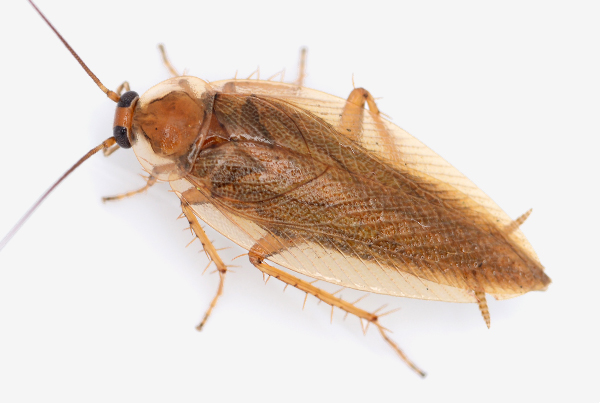 Bernstein-Waldschabe – Kammerjäger Stuttgart – AML Schädlingsbekämpfung Bernstein-Waldschabe – Kammerjäger Stuttgart – AML Schädlingsbekämpfung