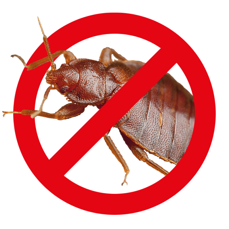Bettwanzen bekämpfen – Kammerjäger Stuttgart – AML Schädlingsbekämpfung Ameisen bekämpfen / entfernen / abwehren - AML Schädlingsbekämpfung