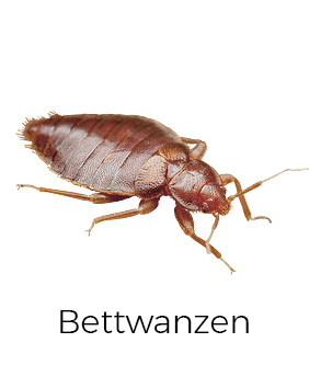 Bettwanzen bekämpfen / entfernen