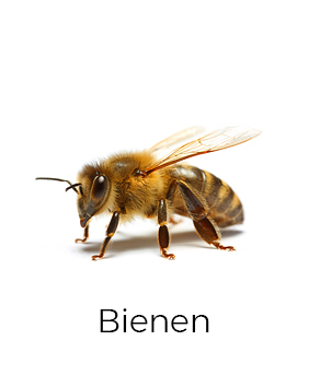 Bienen umsiedeln