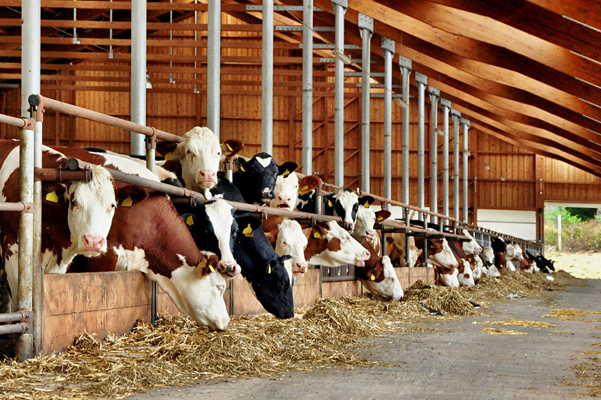 Landwirtschaft – Kammerjäger Stuttgart – AML Schädlingsbekämpfung Landwirtschaft – AML Schädlingsbekämpfung