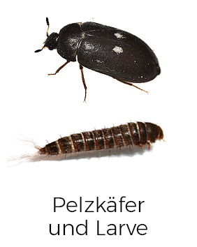 Pelzkäfer bekämpfen / entfernen