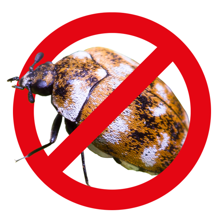 Käfer bekämpfen – Kammerjäger Stuttgart – AML Schädlingsbekämpfung Ameisen bekämpfen / entfernen / abwehren - AML Schädlingsbekämpfung