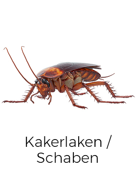 Kakerlaken / Schaben bekämpfen / entfernen