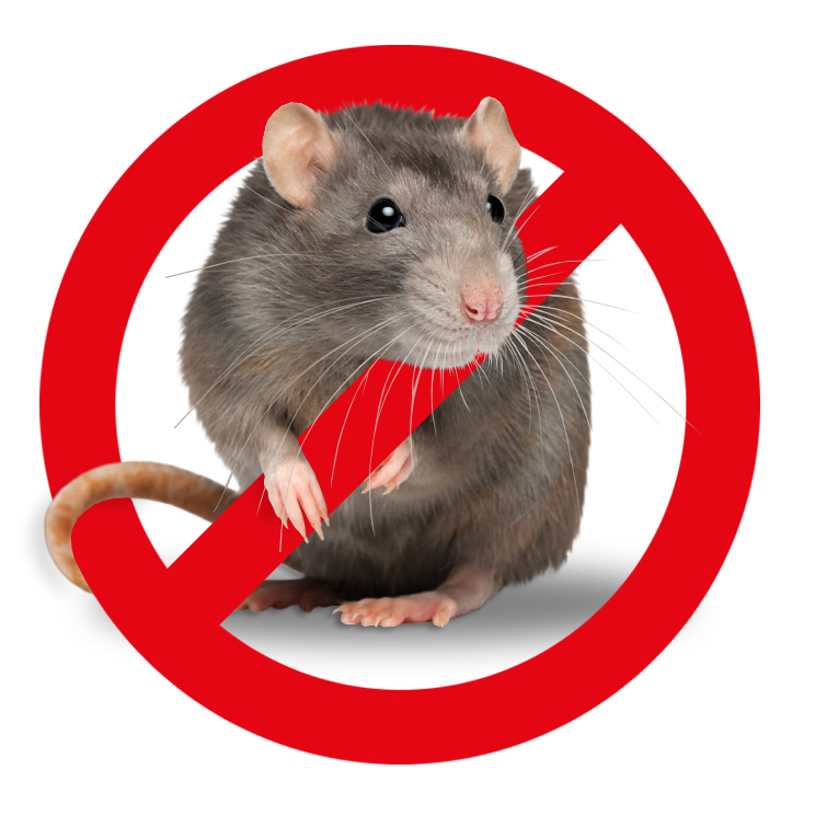 Mäuse und Ratten bekämpfen – Kammerjäger Stuttgart – AML Schädlingsbekämpfung Wespen bekämpfen / entfernen - AML Schädlingsbekämpfung