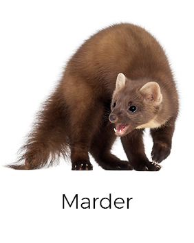 Marder vergrämen / abwehren