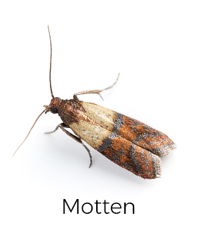 Motten bekämpfen / entfernen