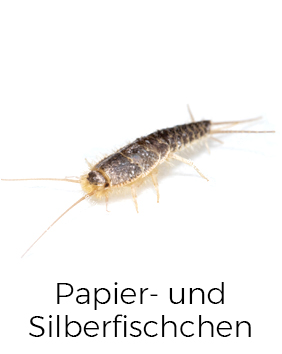 Papierfischchen und Silberfischchen bekämpfen / entfernen