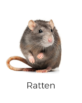 Ratten bekämpfen / fangen