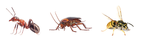 Schädlinge – Schädlings-Diagnose ONLINE – Kammerjäger Stuttgart – AML Schädlingsbekämpfung Schädlings-Diagnose ONLINE - AML Schädlingsbekämpfung