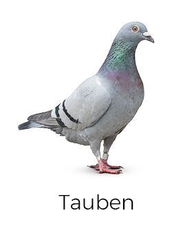 Tauben vergrämen / abwehren