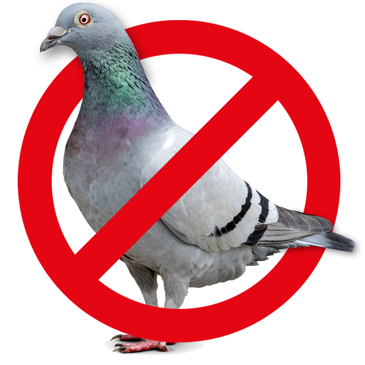 Taubenabwehr – Kammerjäger Stuttgart – AML Schädlingsbekämpfung Wespen bekämpfen / entfernen - AML Schädlingsbekämpfung