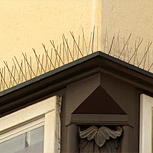 Taubenabwehr – Spikes / Spitzen – Kammerjäger Stuttgart – AML Schädlingsbekämpfung Taubenabwehr – Spikes / Spitzen – Kammerjäger Stuttgart – AML Schädlingsbekämpfung