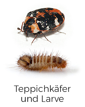 Teppichkäfer bekämpfen / entfernen