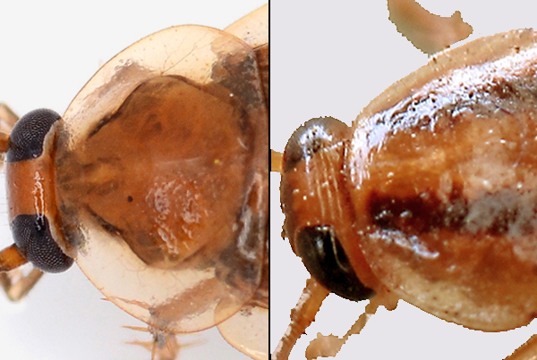 Bernstein-Waldschabe vs. Deutsche Schabe – Kammerjäger Stuttgart – AML Schädlingsbekämpfung Bernstein-Waldschabe vs. Deutsche Schabe – Kammerjäger Stuttgart – AML Schädlingsbekämpfung