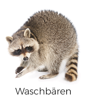 Waschbären vergrämen / abwehren