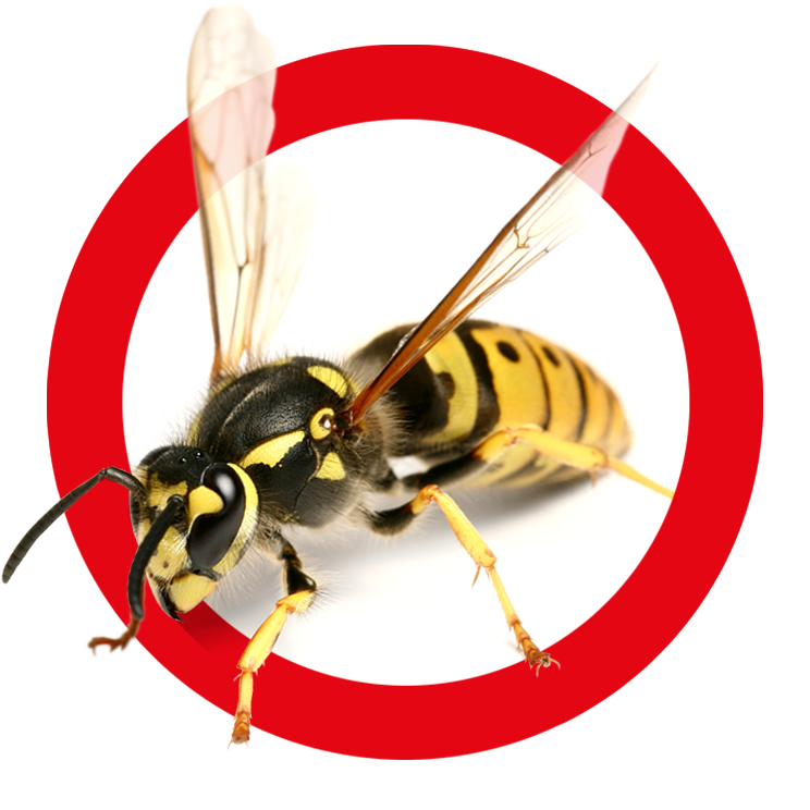 Wespen bekämpfen – Kammerjäger Stuttgart – AML Schädlingsbekämpfung Ameisen bekämpfen / entfernen / abwehren - AML Schädlingsbekämpfung