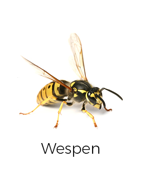 Wespen bekämpfen / entfernen