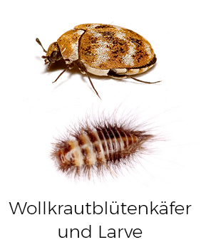 Wollkrautblütenkäfer bekämpfen / entfernen