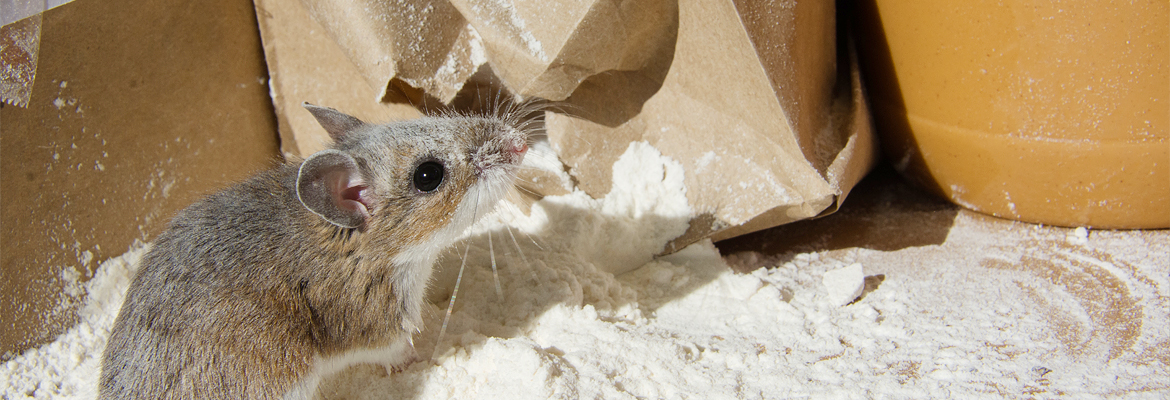 Mäuse – Kammerjäger Stuttgart – AML Schädlingsbekämpfung Wespen bekämpfen / entfernen - AML Schädlingsbekämpfung