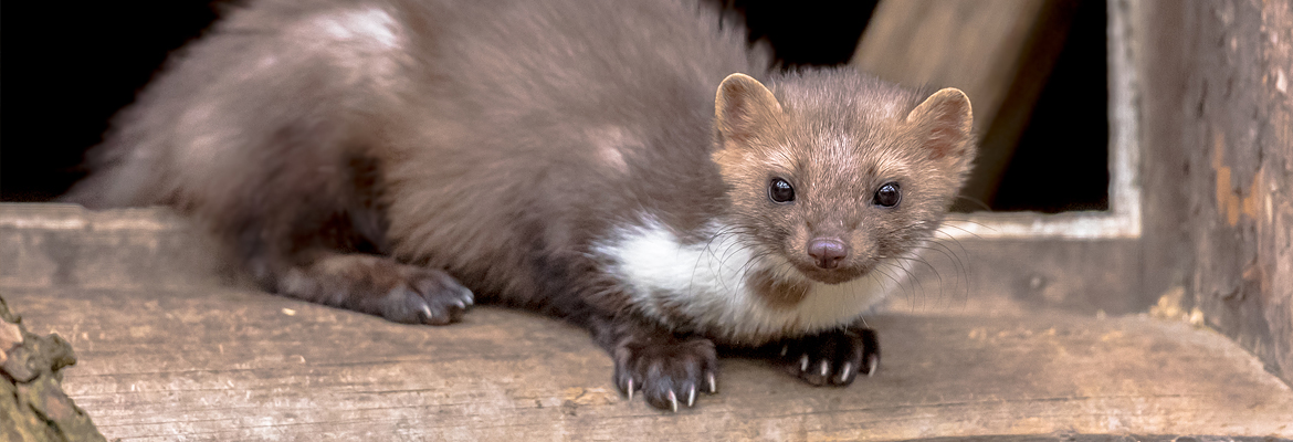 Marder – Kammerjäger Stuttgart – AML Schädlingsbekämpfung Marder vergrämen / abwehren - AML Schädlingsbekämpfung