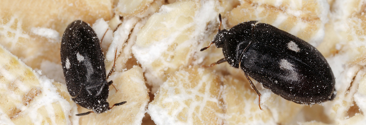 Pelzkäfer – Kammerjäger Stuttgart – AML Schädlingsbekämpfung Pelzkäfer - AML Schädlingsbekämpfung