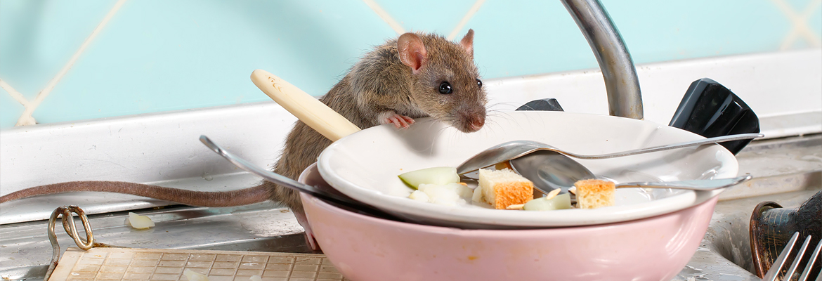 Ratten – Kammerjäger Stuttgart – AML Schädlingsbekämpfung Wespen bekämpfen / entfernen - AML Schädlingsbekämpfung