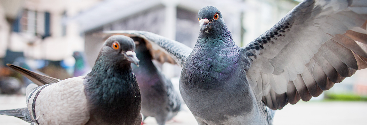 Tauben – Kammerjäger Stuttgart – AML Schädlingsbekämpfung Tauben - AML Schädlingsbekämpfung
