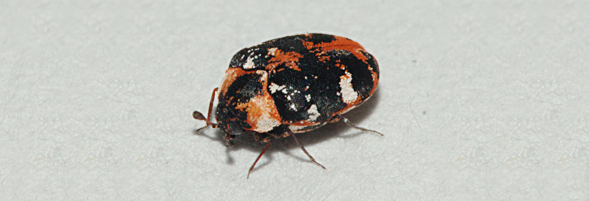 Teppichkäfer – Kammerjäger Stuttgart – AML Schädlingsbekämpfung Teppichkäfer - AML Schädlingsbekämpfung