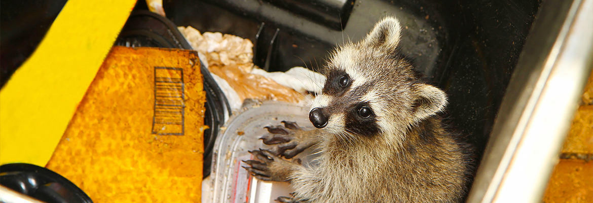 Waschbären – Kammerjäger Stuttgart – AML Schädlingsbekämpfung Waschbären - AML Schädlingsbekämpfung