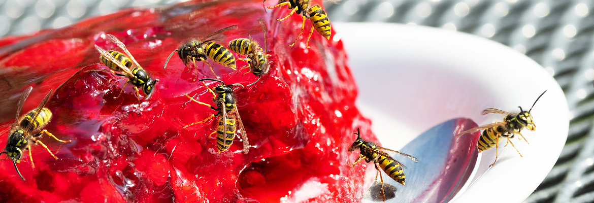 Wespen – Kammerjäger Stuttgart – AML Schädlingsbekämpfung Wespen – Kammerjäger Stuttgart – AML Schädlingsbekämpfung