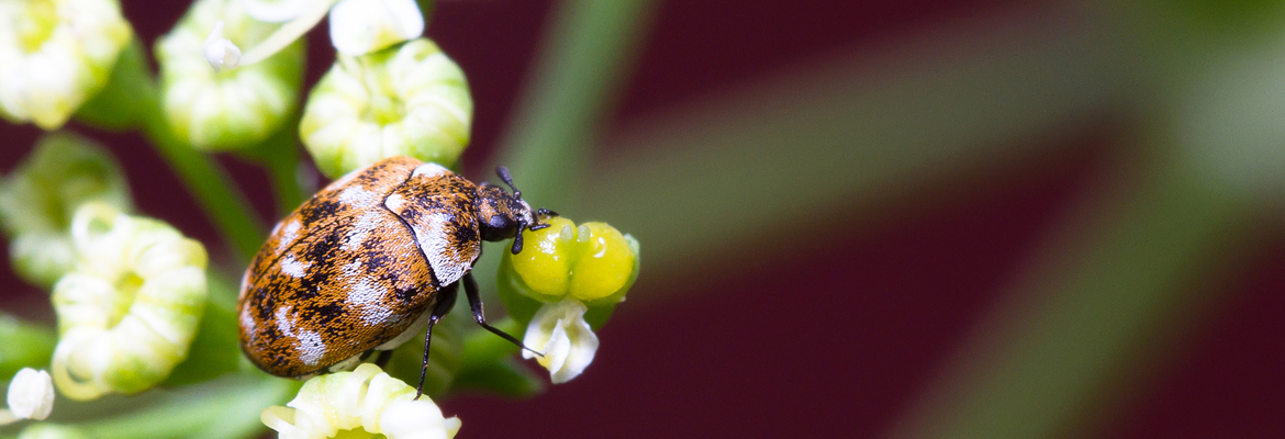 Wollkrautblütenkäfer – Kammerjäger Stuttgart – AML Schädlingsbekämpfung Wollkrautblütenkäfer - AML Schädlingsbekämpfung