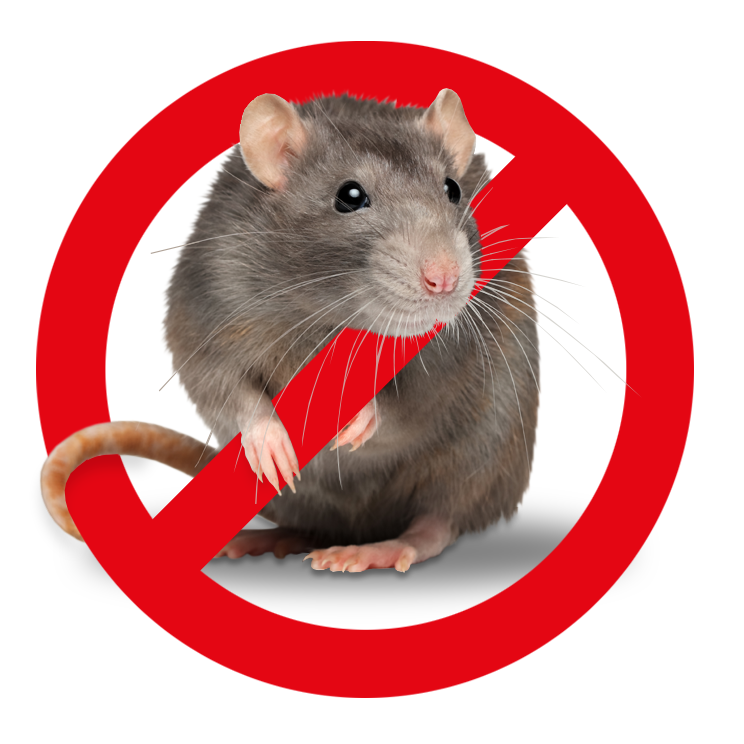 Mäuse und Ratten bekämpfen – Kammerjäger Stuttgart – AML Schädlingsbekämpfung